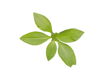 Green Leaf Arrangement PNG on Transparent Background for Creative Use