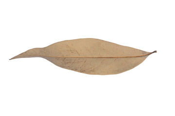 Lychee Pale Leaf PNG on Transparent Background for Botanical Illustrations