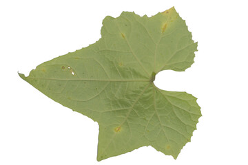 Green Leaf PNG with Serrated Edges on Transparent Background