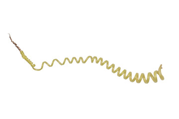 Curly Tendril PNG on Transparent Background for Botanical Illustrations