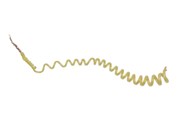 Curly Tendril PNG on Transparent Background for Botanical Illustrations