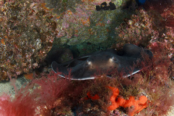 A common manta ray rests under a ledge surrounded by algae and sand.