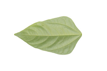 Isolated Green Leaf on Transparent Background PNG Natural Simplicity