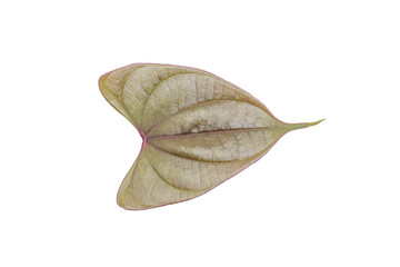 Isolated Green Heart Shaped Leaf on Transparent Background PNG Freshness