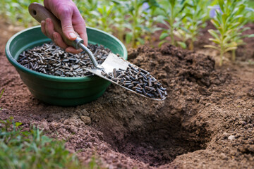 Preparing soil for planting, fertilizing with compressed chicken manure pellets. Organic soil...