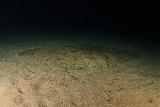 The spiny butterfly ray camouflages perfectly with the environment on the sandy seabed.