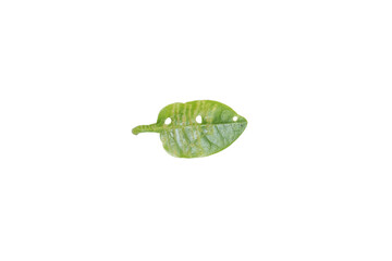 Damaged Green Leaf PNG Image on Transparent Background for Artistic Use