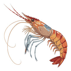 Realistic Shrimp Artwork for Seafood-Themed Designs