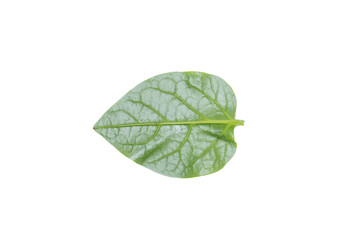 Fresh Green Leaf on Transparent Background PNG for Botanical Illustrations