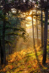 Fototapeta premium Experiencing the mystical fog season blanketing beautiful Da Lat