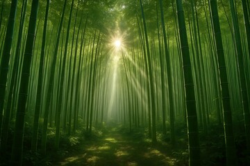 Fototapeta premium Radiant Sunbeams Piercing Through a Lush Green Bamboo Forest Pathway