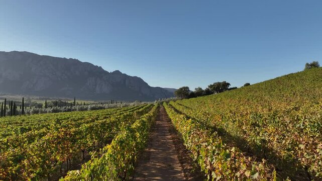 Des vignes au lever du soleil en Corse, Sart&egrave;ne, Corsica 
