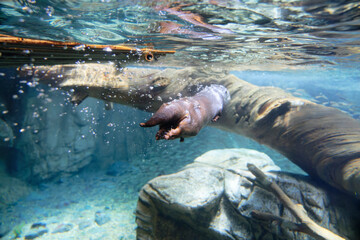 Asian small clawed otter (Aonyx cinerea) under water