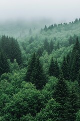 Fototapeta premium Lush green forest landscape with fog covering trees and mountains, serene nature scenery, tranquility in wilderness, outdoor adventure, scenic environment.