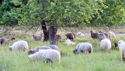 Obraz premium Schafe in der Heide von Waldacker