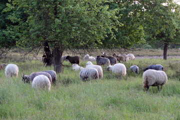 Schafe in der Heide von Waldacker
