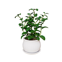 Colour flowers in white pot isolated on white