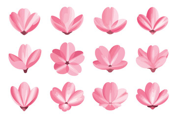 Twelve Pink Cherry Blossoms in Various Stages