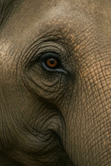 Fototapeta premium Elephant Eye Close-up