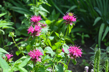 Monarda, also known as Bee Balm blomming in the home garden