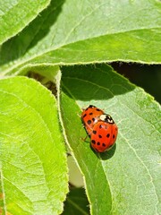 ladybug love