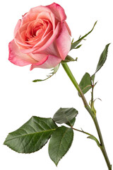 Obraz premium pink rose isolated