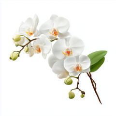 Obraz premium Delicate White Orchid Blooms - Nature's Exquisite Beauty , isolated on white background png