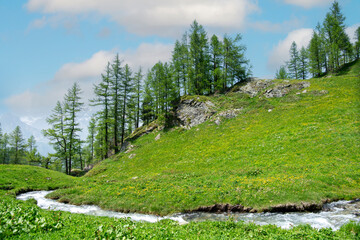 Alpine landscape A winding stream flows through a lush green meadow