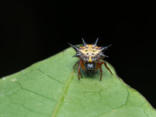 Spiny orb weaver spider, on the green leaf with beautiful color 