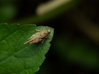 pygmy grasshopper also known as grouse locust 