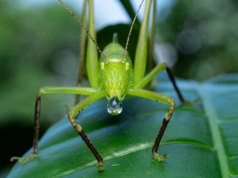 Big katydid grasshopper on a leaf with bubble water on their mouth