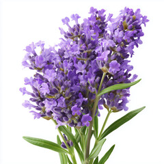 Obraz premium Stunning Lavender Bouquet: A Floral Delight , isolated on white background png