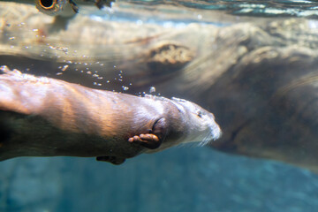 Asian small clawed otter (Aonyx cinerea) under water