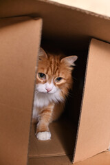 Cat in a cardboard box