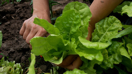 Female hands harvesting fresh green lettuce in garden. Organic greens, healthy nutrition, vitamins and plant-based eating.