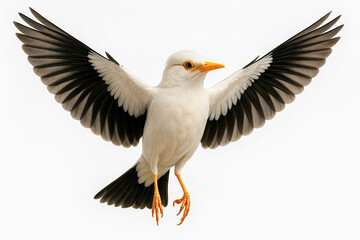 Obraz premium White Starling Bird in Flight