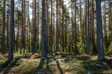 Magical fairytale pine forest. Forest therapy and stress relief.