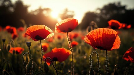 Obraz premium Vibrant Red Poppies in Honor of Remembrance Day, Symbol Memory and day poppy. poppies
