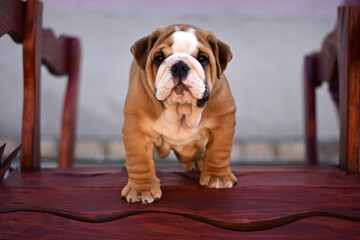 Cute English Bulldog puppy fawn and white