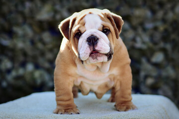Cute English Bulldog puppy fawn and white