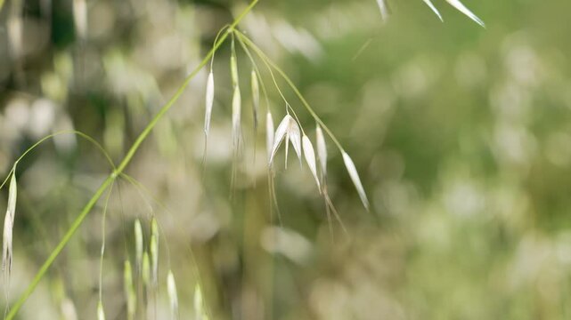 Growing ear of wild oats with hanging seeds in a natural field