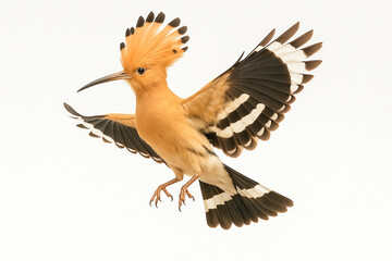Obraz premium Flying Eurasian Hoopoe with Wide Wings and Raised Crest on Isolated White Background