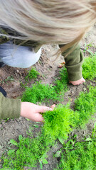 Female hand holding a sprig of green dill. garden is full of green leafy plants. Woman's hands harvesting fresh Dill in the garden