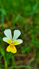Pansies in a spring garden. Wild pansies in forest