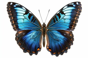 A blue butterfly with orange markings on its wings.  , isolated on white background.