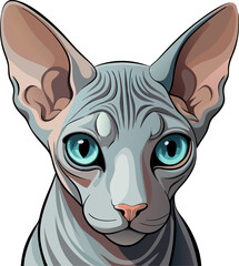 vector illustration of a cat Sphynx