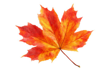 Vibrant Maple Leaf in Autumn Colors on White Background