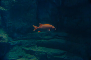 Blotcheye soldierfish (Myripristis berndti) under water