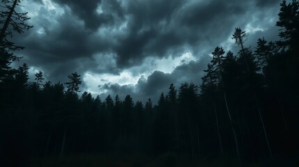 Fototapeta premium trees