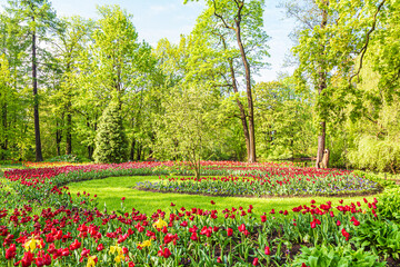 Fototapeta premium Blooming colorful tulips in the park. Tulip festival.